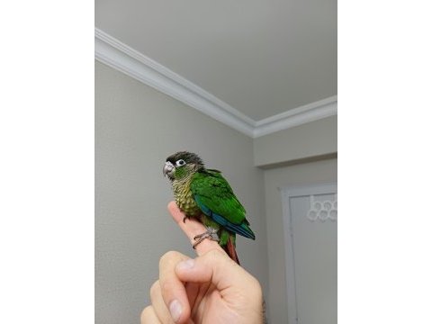 Greenchek konur bebek
