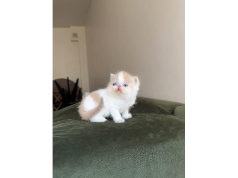 Tek erkek snoopy exotic shorthair bebek