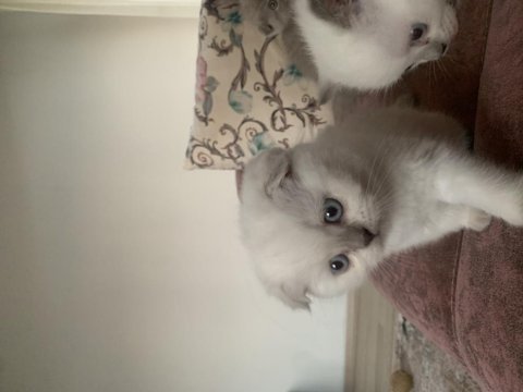 Maviş gözlü scottish fold ve british yavrular