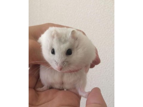 Hamster-gonzales yavrularımız heryere gönderim