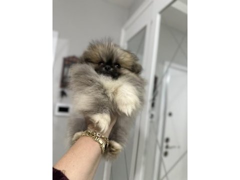 Pomeranian boo orjinal