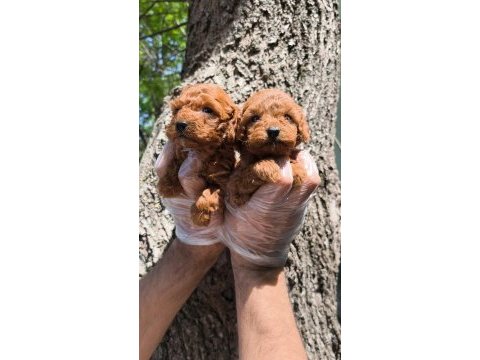 Red toy poodle bebekler