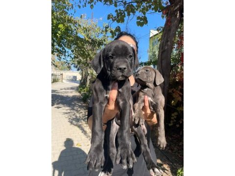 Muhteşem irilikte güçlü cane corso yavrular