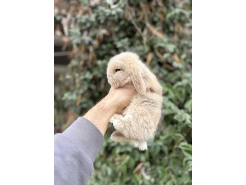 Hollanda lop tavşan yavrularımız gönderim var