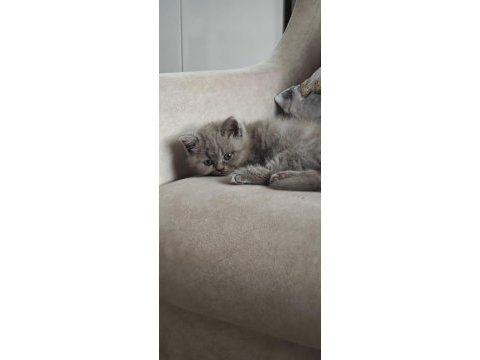 British shorthair 50 günlük
