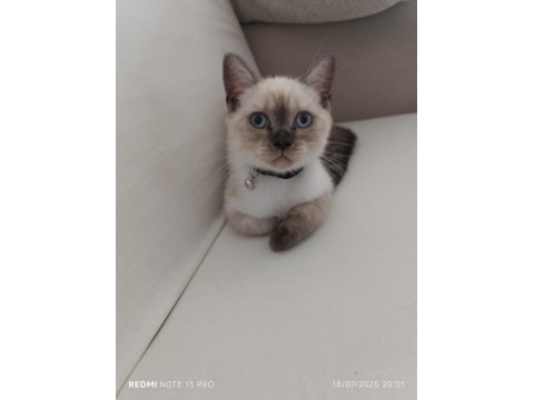 4 aylık british shorthair blue point çok akıllı ve oyuncu