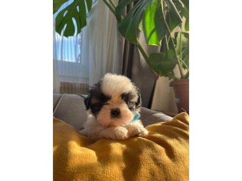 Bebek surat orjinal ırk shih tzu yavrular