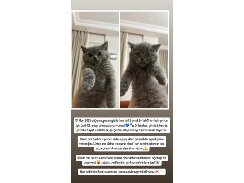 British shorthair bebeklerimize sıcacık yuvalar arıyoruz