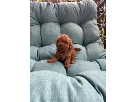 Kuşadasının en iyisi teacup toy poodle yavrular