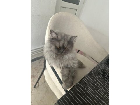Dişi kedime eş arıyorum
