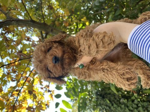 Güzel toy poodle bebekler teslime hazır