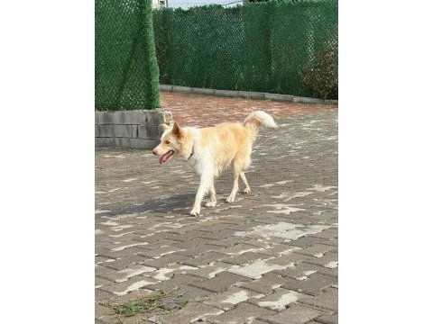 Border collie köpeğimiz için anlayan yazsın lütfen