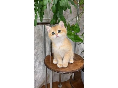 Manken gibi golden british shorthair 