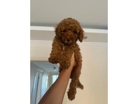 Toy poodle köpeğimiz