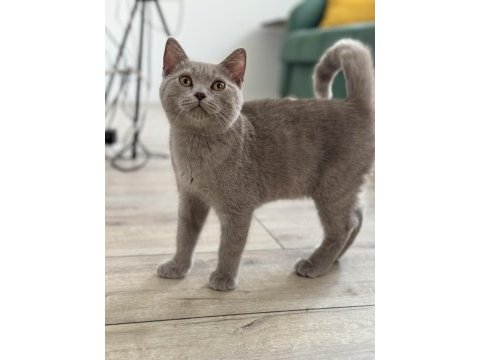 British shorthair mama karşılığı sahiplendirme