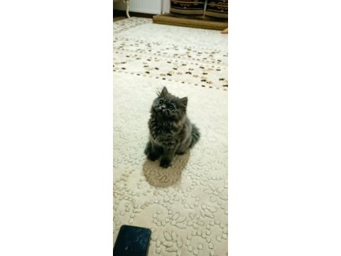 5 aylık dişi yavru british longhair