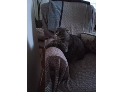 Yakışıklı scottish fold oğluma aynı ırktan eş arıyorum