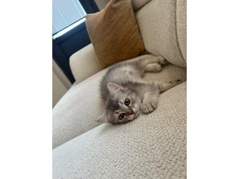 Silver tabby british shorthair yavru – uysal ve oyuncu