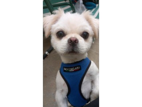 Çiftleştirme için pekinez köpeğimizi