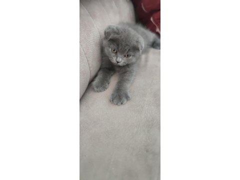 Sevimli gri scottish fold yavru