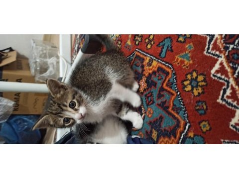 4 yavru 1 anne acil sahiplendirme tekir