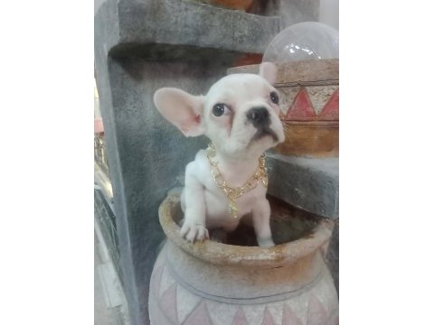 French bulldog köpeğimiz