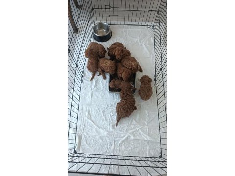 Poodle erkek dişi bebekler