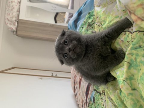 50 günlük scottish fold