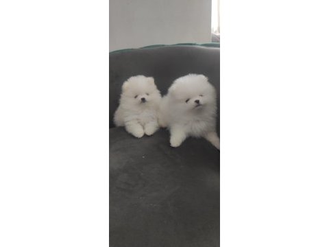 Pomeranian boo yavrularımız