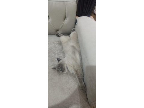 British shorthair blue point kedi sahiplendirilecektir