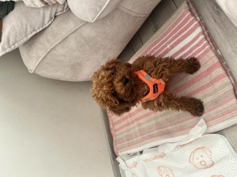 Toy poodle 3 aylık köpeğimiz