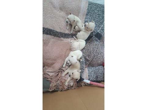 Şivava minnoşlar yuva arıyorlar