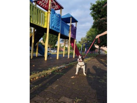 Oğlumuza eşleştirmeye güzel köpek lazım