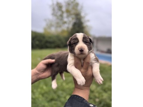 En zeki ırk border collie