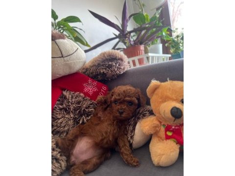 Siboşun poodle bebekleri