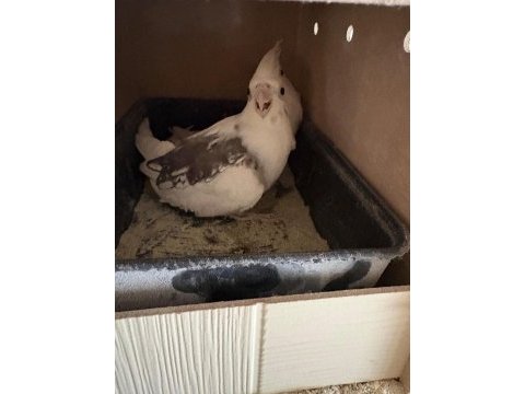 İkinci kuluçka hazırlığında kusursuz albino-wf takım sultan