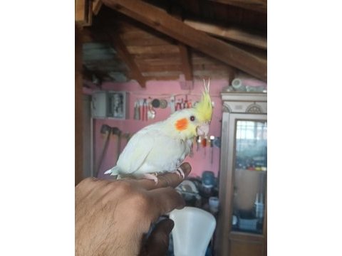 El besleme sultan papağanı
