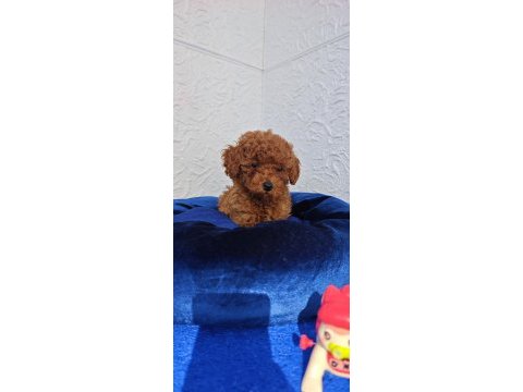 Şirin kaliteli orjinal toy poodle yavrular