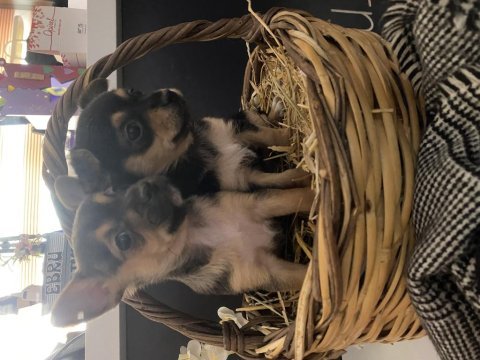 41 günlük dişi pinscher yavrular