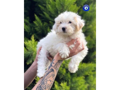 Bebeks maltese terrier