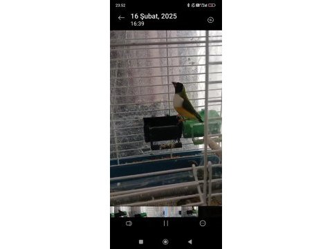 2024 ve 2025 çok bakımlı golden finch