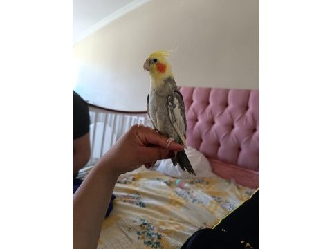 Evcil damızlık erkek sultan papağanı