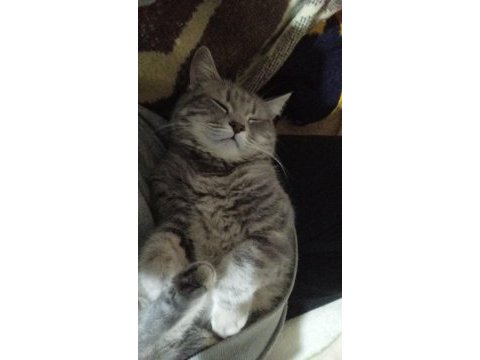 Kedimiz lia hanımı çiftleşeceği eş arıyoruz