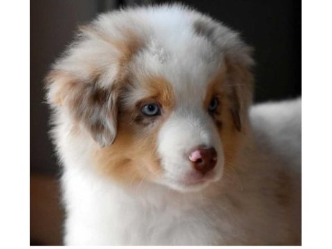 Çok iyi border collie yavruları istanbul
