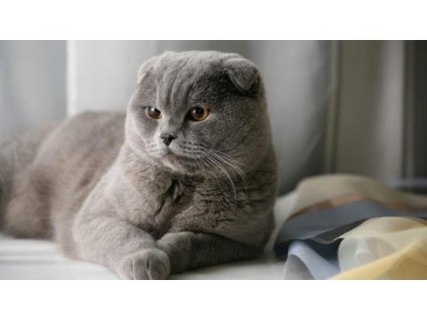 Scottish fold kızımıza yuva