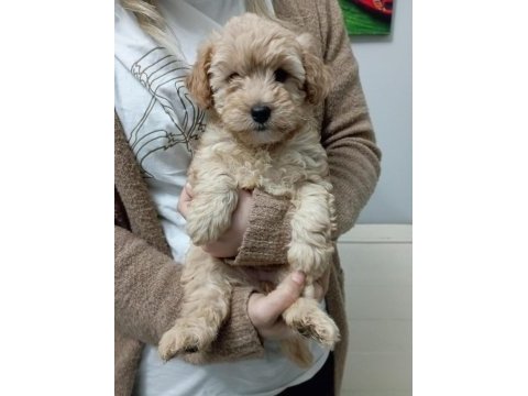 Mükemmel kalite maltipoo yavrular