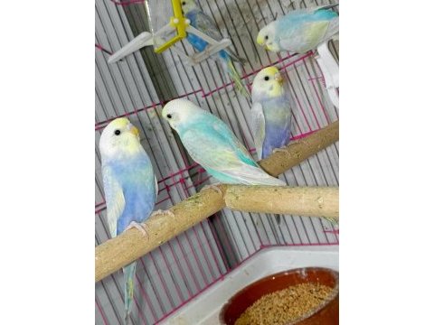 Forpus house farkıyla bebek rainbow muhabbet kuşları