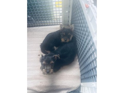 Safkan 2 minik erkek yorkshire terrier