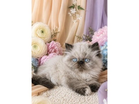 Mini maviş iran kedimiz