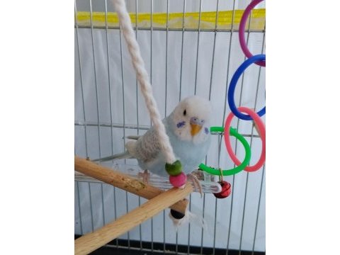 Renk güzeli muhabbet kuşları